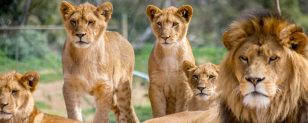 parcs animaliers