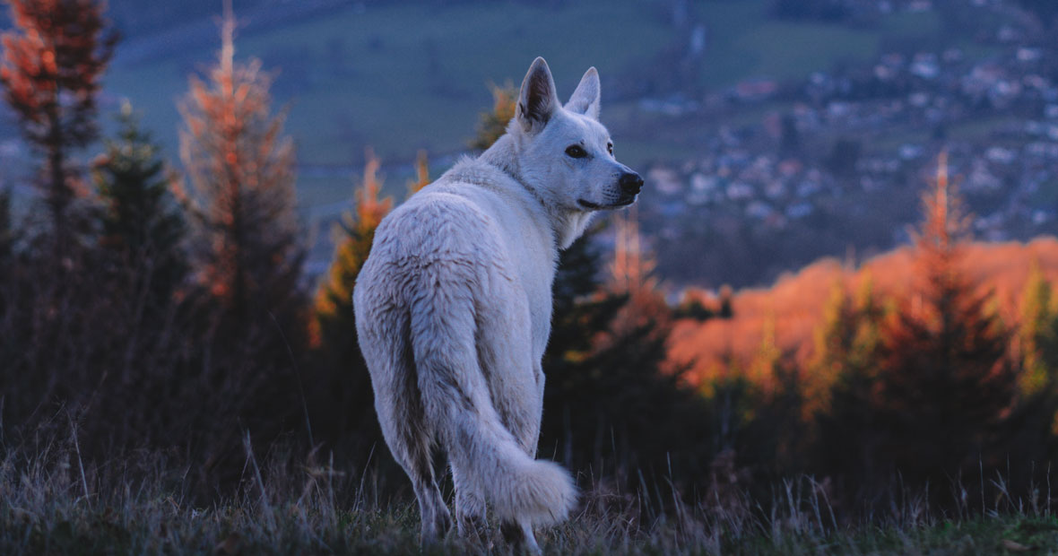 parc animalier